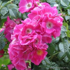 American Pillar - Climbing