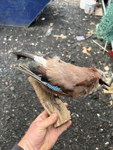 Td122 eurasian jay branch - a,