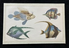 15 Antique Handcoloured Plates