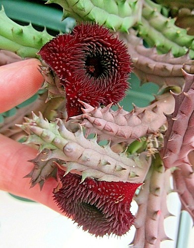 Rare dark red huernia - dark, x