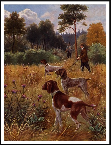 German shorthaired pointer - german,