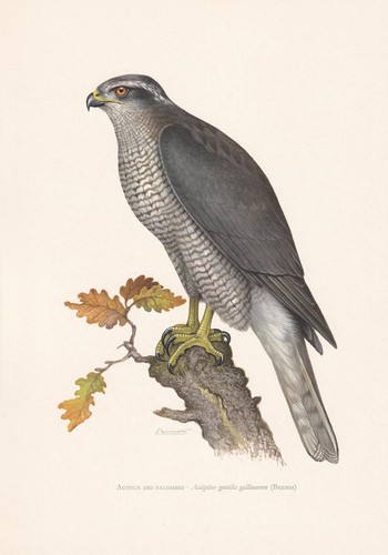 1960 goshawk bird print - 1960,