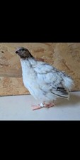 Japanese Pearl Fee Quail H*ING E#gs , 12 + 3 Free, beautyful quail 