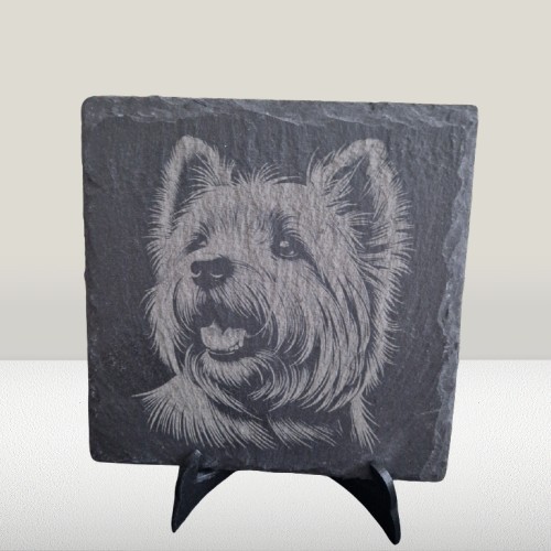 Westie west highland terrier - westie,