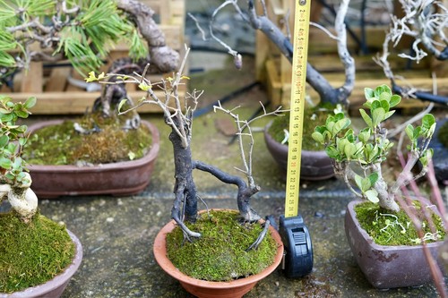Golden persimmon - , (diospyros)