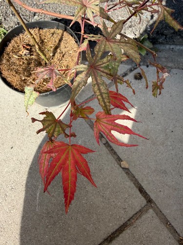 Acer palmatum olsens frosted - palmatum,