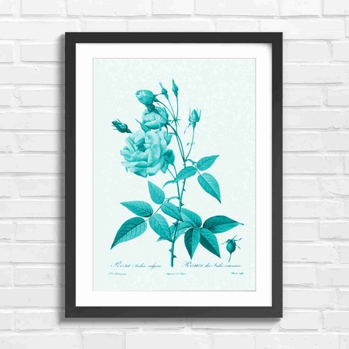 Vintage pink rose - rose, botanical