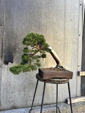 Japanese Itoigawa Shimpaku