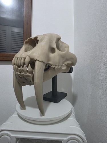 Saber toothed tiger - tiger, skull