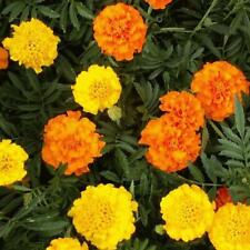 Marigold African Crackerjack Mixed Colourful Flower Seeds Grow Your Own Bedding