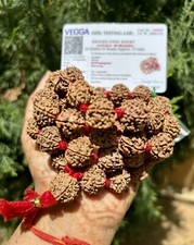 LAB CERTIFIED 6 Mukhi