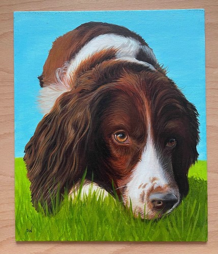 Springer spaniel grass - spaniel, in