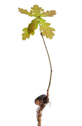 English oak tree saplings - oak,