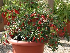 Apache Red Chile Pepper - 10