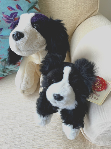 Border collie dogs - x, plush