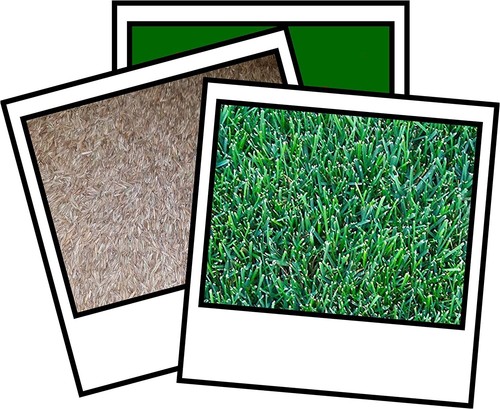Park blend drought - drought, resistant