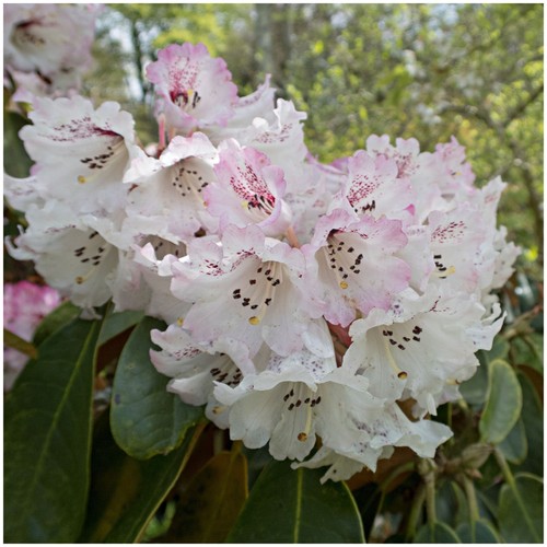 Azalea rhododendron rex bushy - azalea,