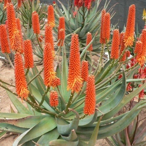 Aloe tangerine hybrid - aloe,