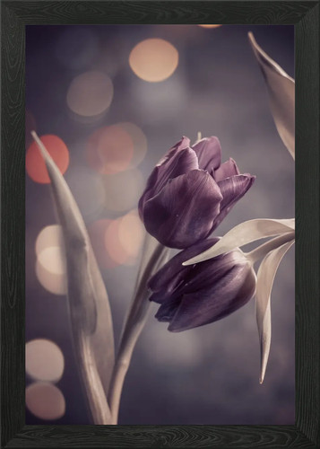 Purple tulips macro framed - macro,