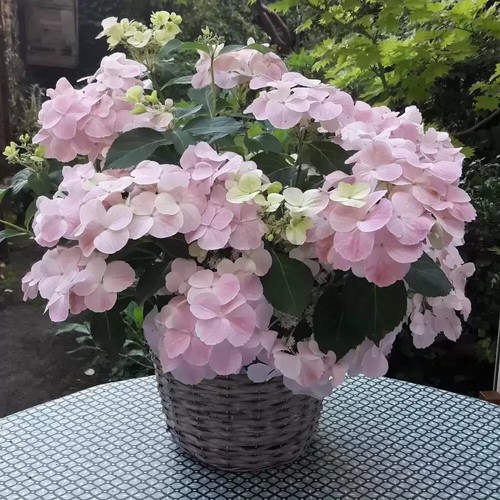 Hydrangea french bolero - 2x,