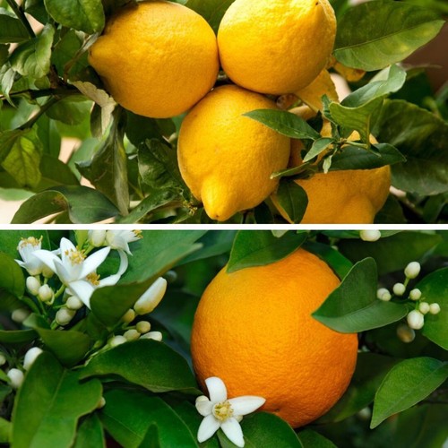 Citrus tree plant fruit - fruit, garden