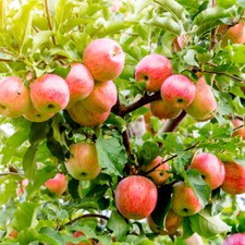 James Grieves Apple Tree 4-5ft
