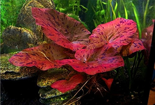 Tiger lotus live aquarium - x,
