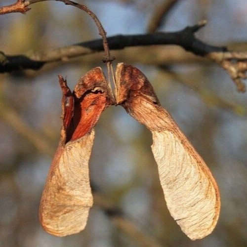 Sycamore seeds for 3 - sycamore,
