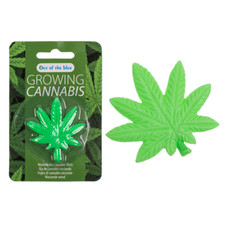 GROW YOUR OWN WEED CANNABIS