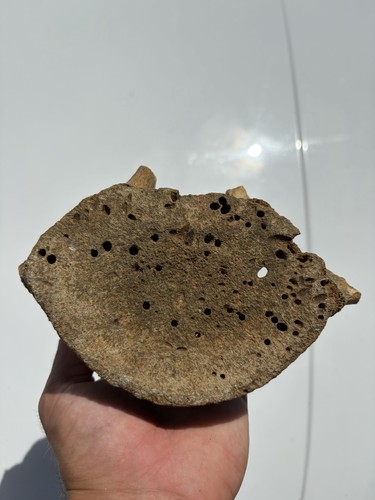 Partial whale vertebra fossil - partial,