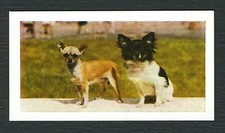 CHIHUAHUA  1961 HORNIMANS TEA