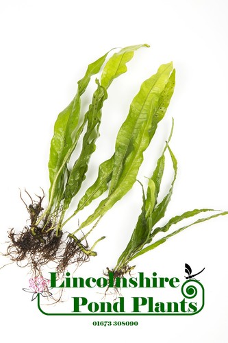 Lincsplants java fern - lincsplants,