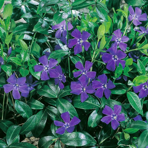 Vinca hawaii trailing blue - hawaii,