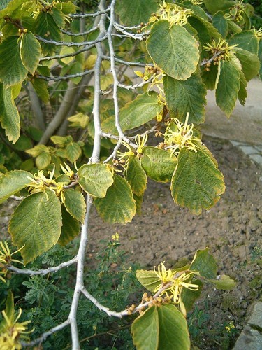 Witch hazel hamamelis - witch, hazel.