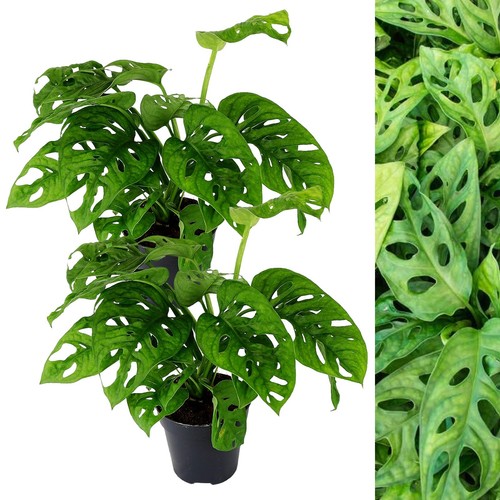 Monstera obliqua monkey - x,
