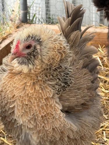 Rare bantam frizzle easter - rare,