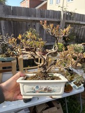 Japanese Satsuki Azalea Bonsai