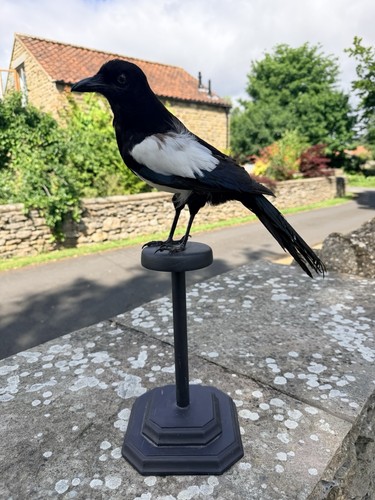 Taxidermy magpie - magpie, (pica