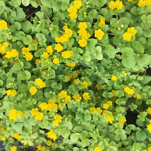 Trailing hanging basket - trailing,