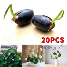 20 PCS Lotus Seeds Compact