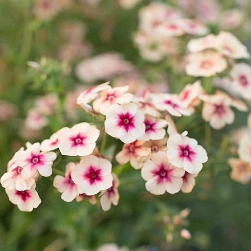 Pick mix premium phlox - &,