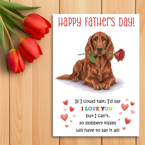 Irish red setter father - setter, father’s