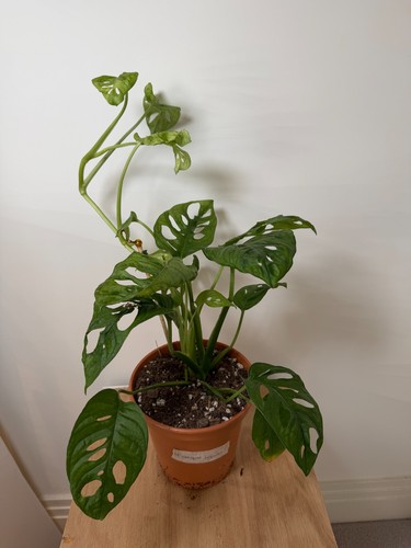 Monstera obliqua leichtlinii - , |