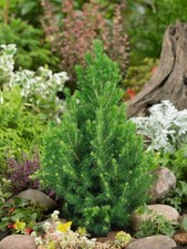 [x6] Conica Dwarf Conifer |