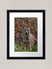Coyote Framed Art Print Framed