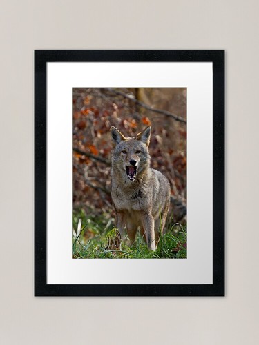 Coyote framed art print - framed,