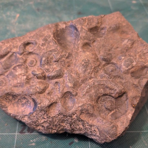 Multi fossil ammonite nodule - ammonite,
