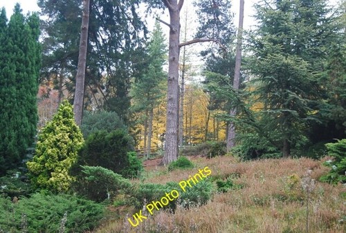 Photo 6x4 national pinetum - photo,