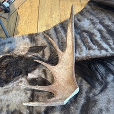 Moose Antler, naturally shed
