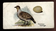 Tobacco Card, Lambert Butler, BIRDS EGGS, 1906, Common Partridge, #32